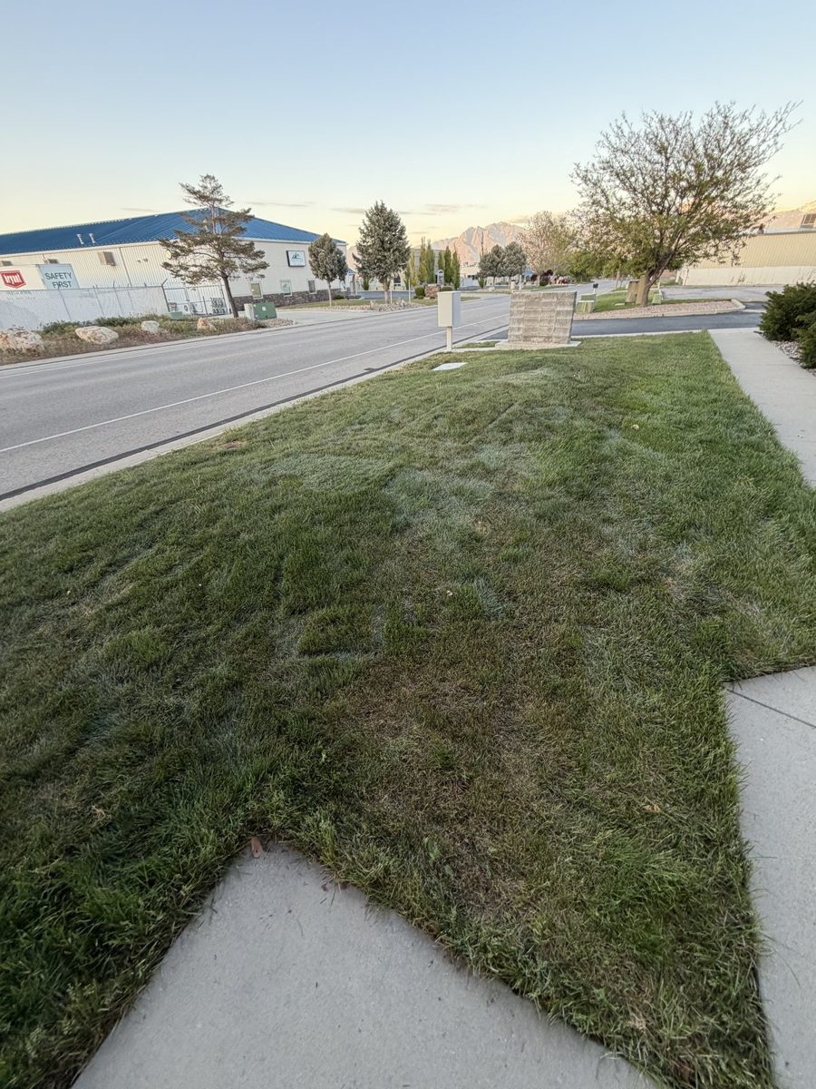 Veteran-owned junk removal results